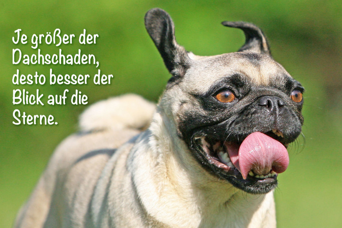 Mops rennt voller Begeisterung über eine Wiese