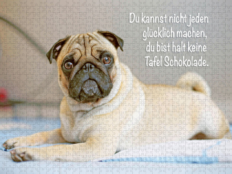 Mops Welpe liegt völlig relaxed auf dem Bett