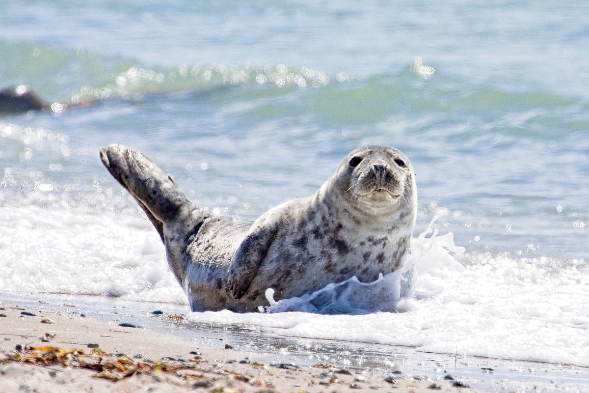 Seehund in Wellen am Strand von Helgoland