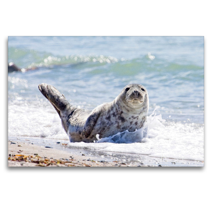 Seehund in Wellen am Strand von Helgoland