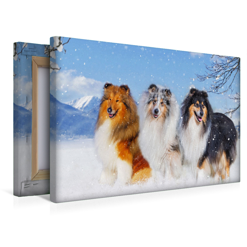 Drei Collie-Prachtrüden