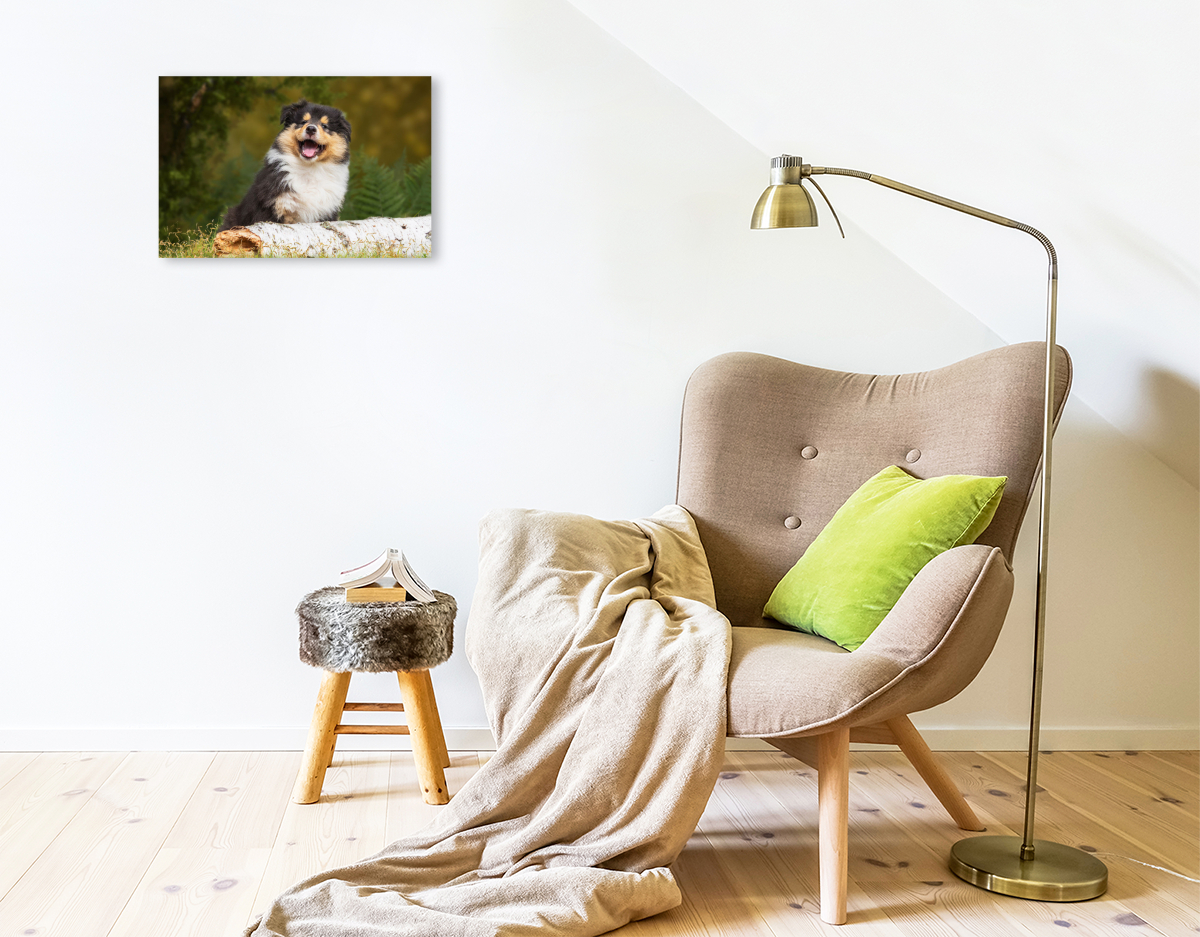 Kleiner Weltentdecker - ein Colliewelpe