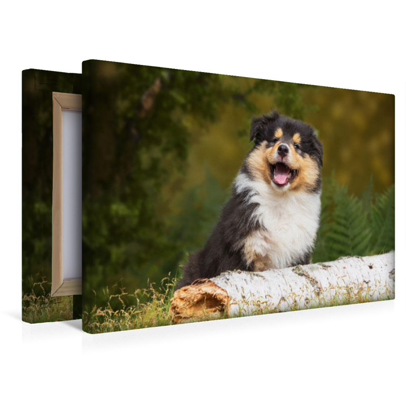 Kleiner Weltentdecker - ein Colliewelpe