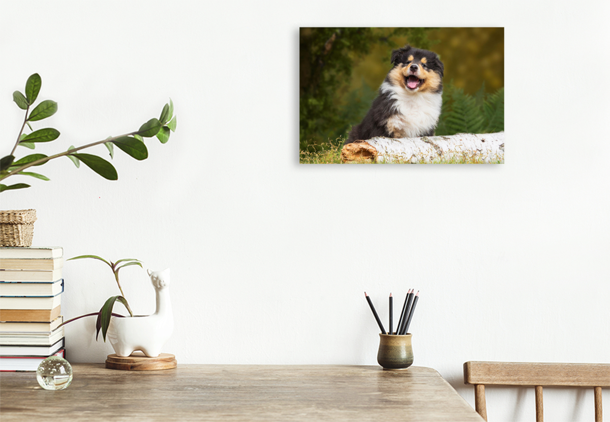 Kleiner Weltentdecker - ein Colliewelpe
