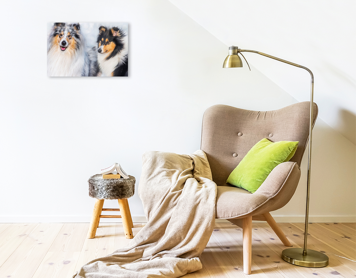 Collies - Rüde und Hündin