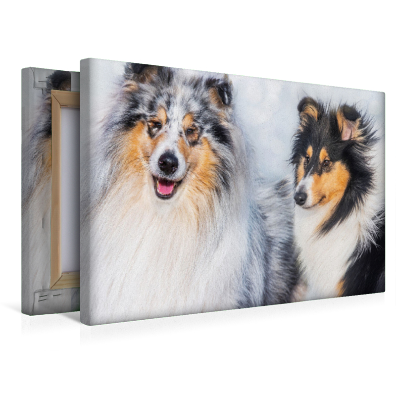Collies - Rüde und Hündin