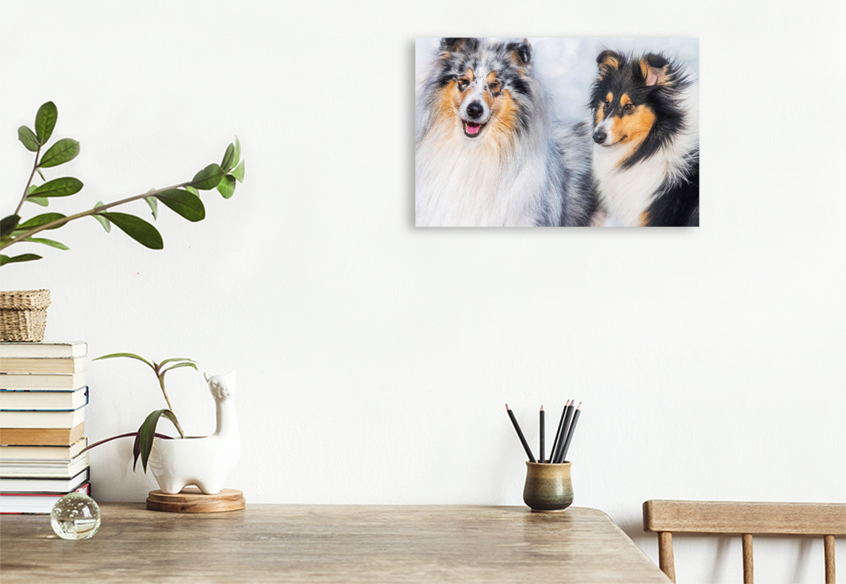Collies - Rüde und Hündin