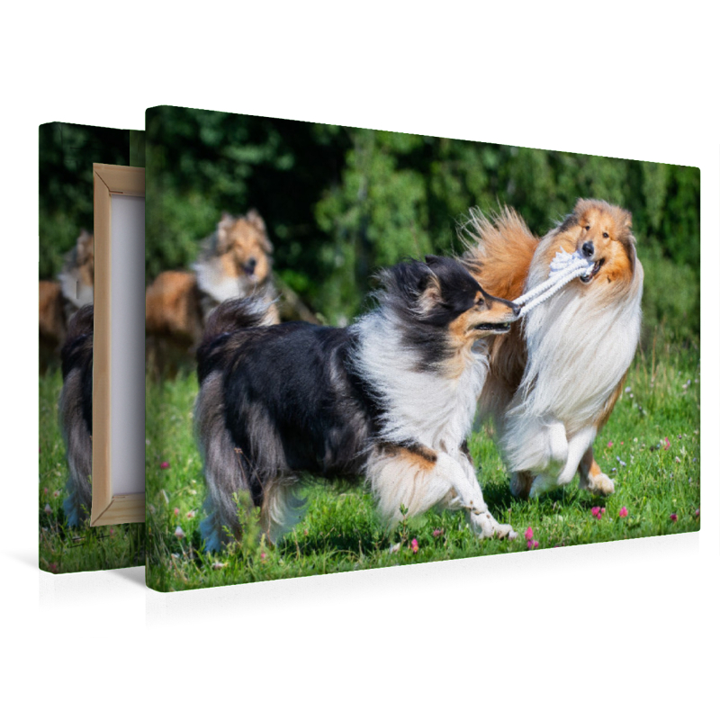 Collies sind verspielt