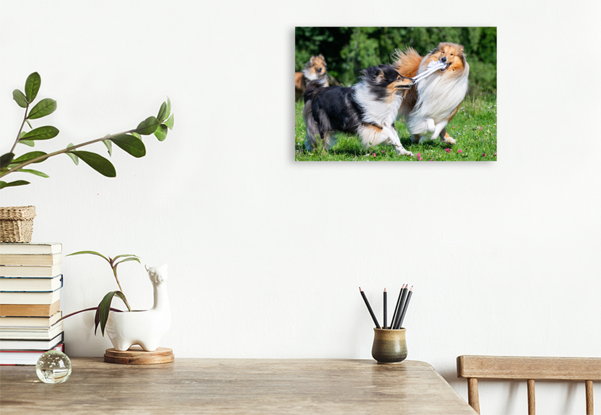 Collies sind verspielt