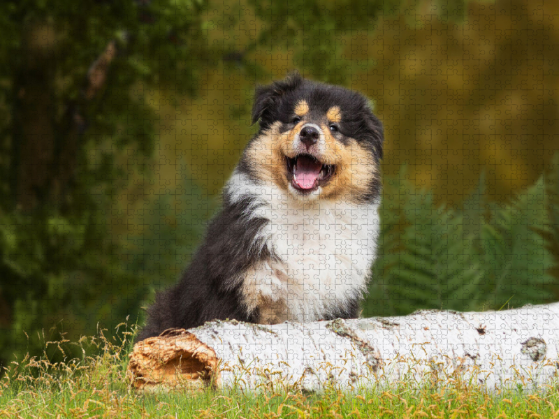 Kleiner Weltentdecker - ein Colliewelpe