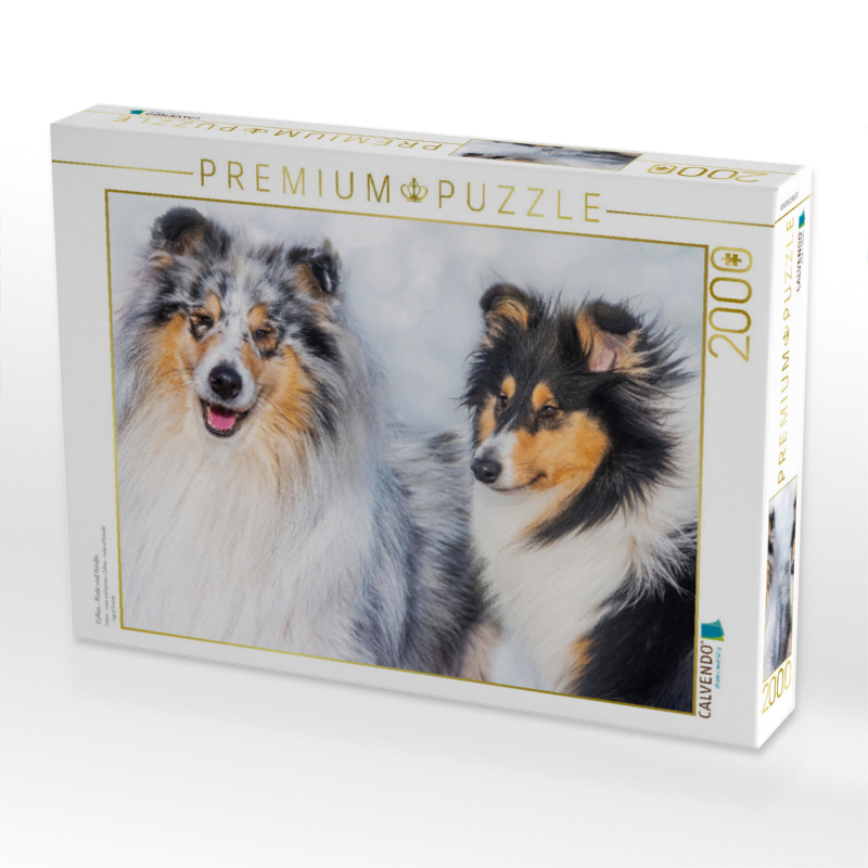 Collies - Rüde und Hündin