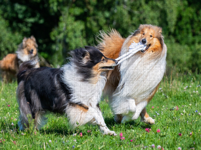 Collies sind verspielt