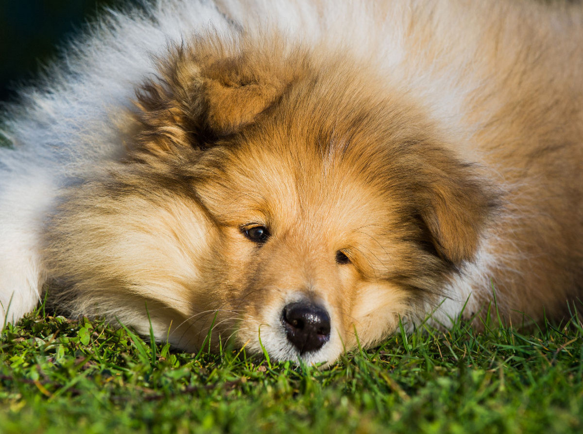 Ein entzückendes Colliekind