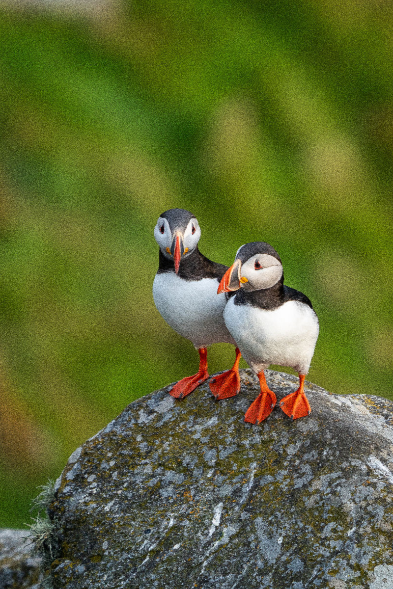 Ein Motiv aus dem Kalender Naturerlebnis Puffin