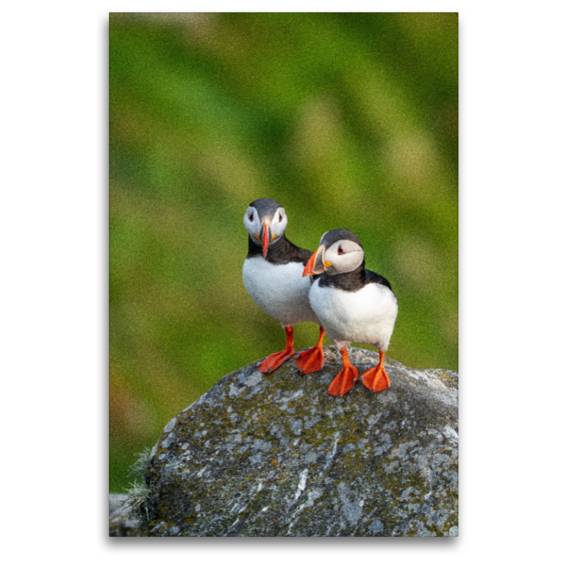 Ein Motiv aus dem Kalender Naturerlebnis Puffin