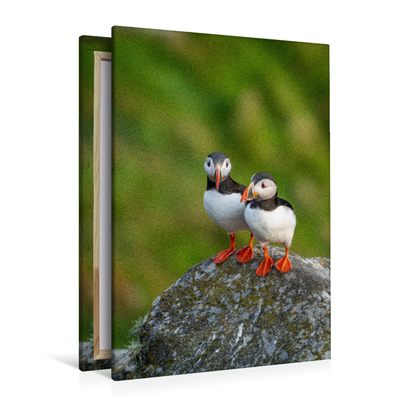 Ein Motiv aus dem Kalender Naturerlebnis Puffin