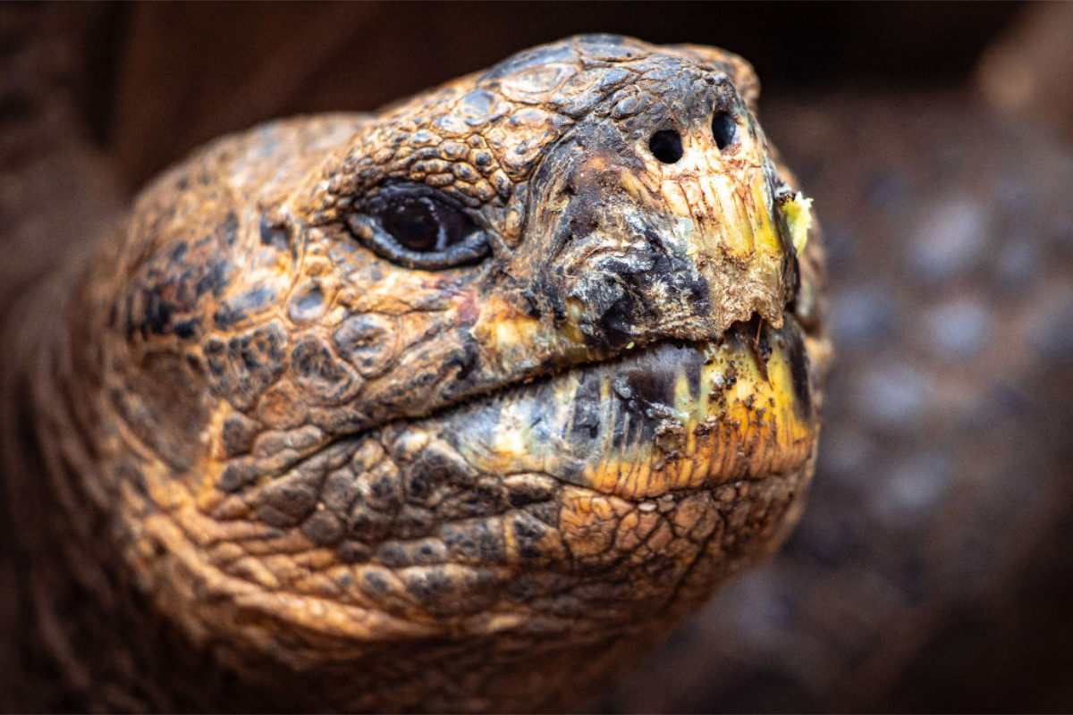 Galapagos Riesenschildkröte