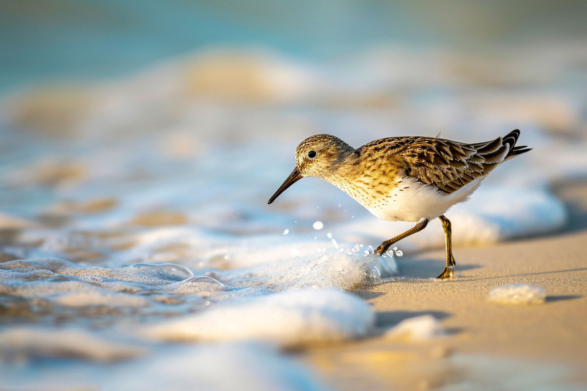 Strandläufer, gleich gibt es eine Köstlichkeit