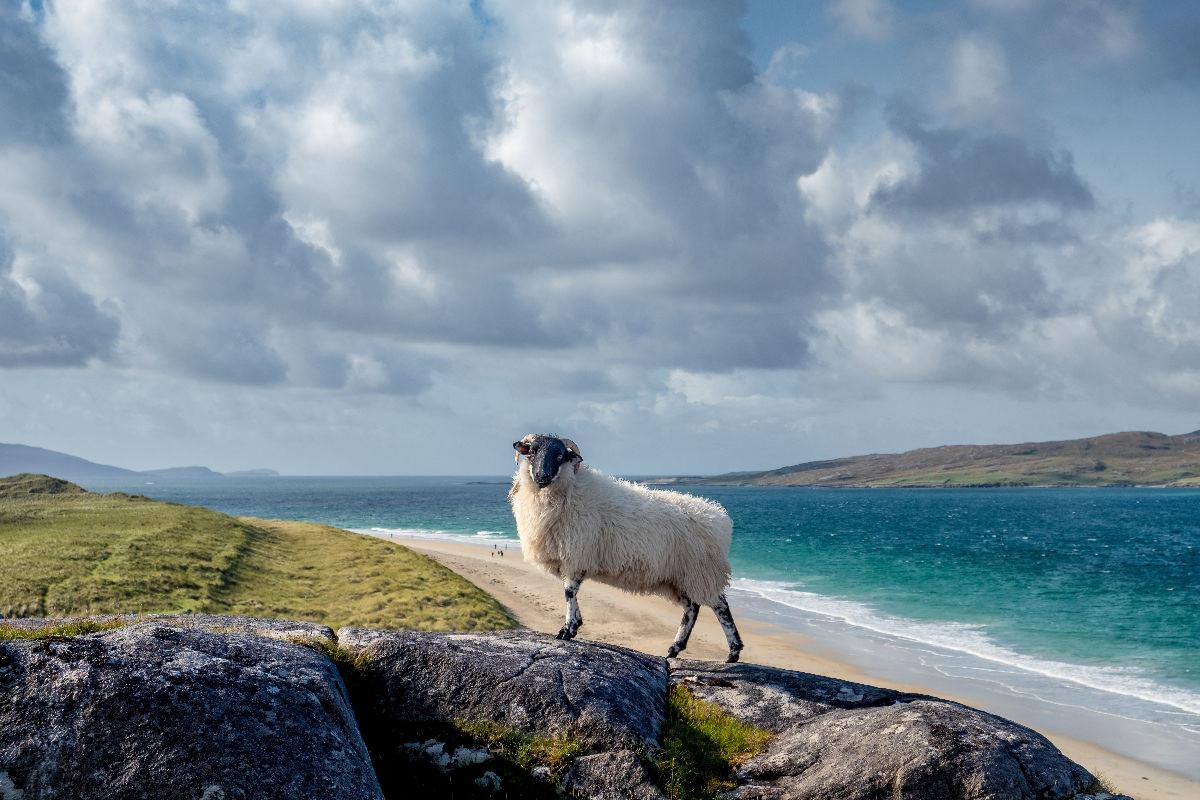 Luskentyre Beach, Schafportrait