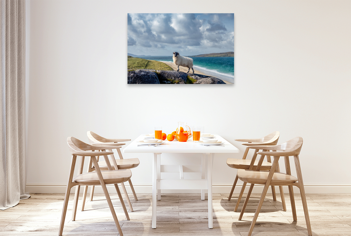 Luskentyre Beach, Schafportrait