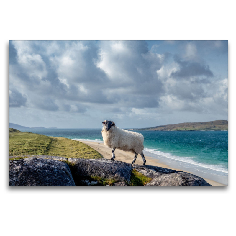 Luskentyre Beach, Schafportrait