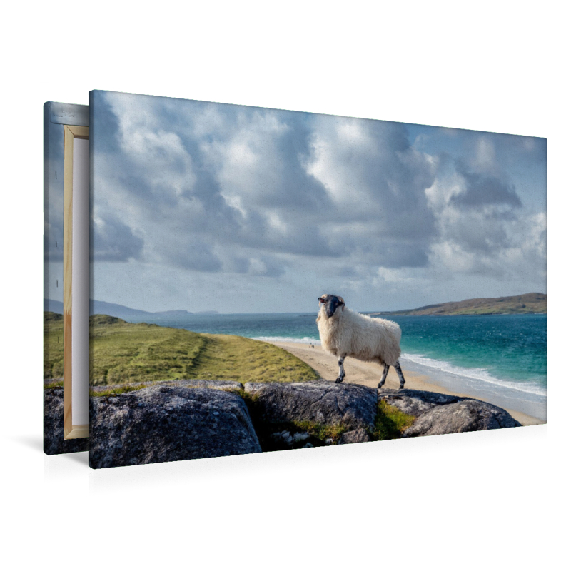 Luskentyre Beach, Schafportrait