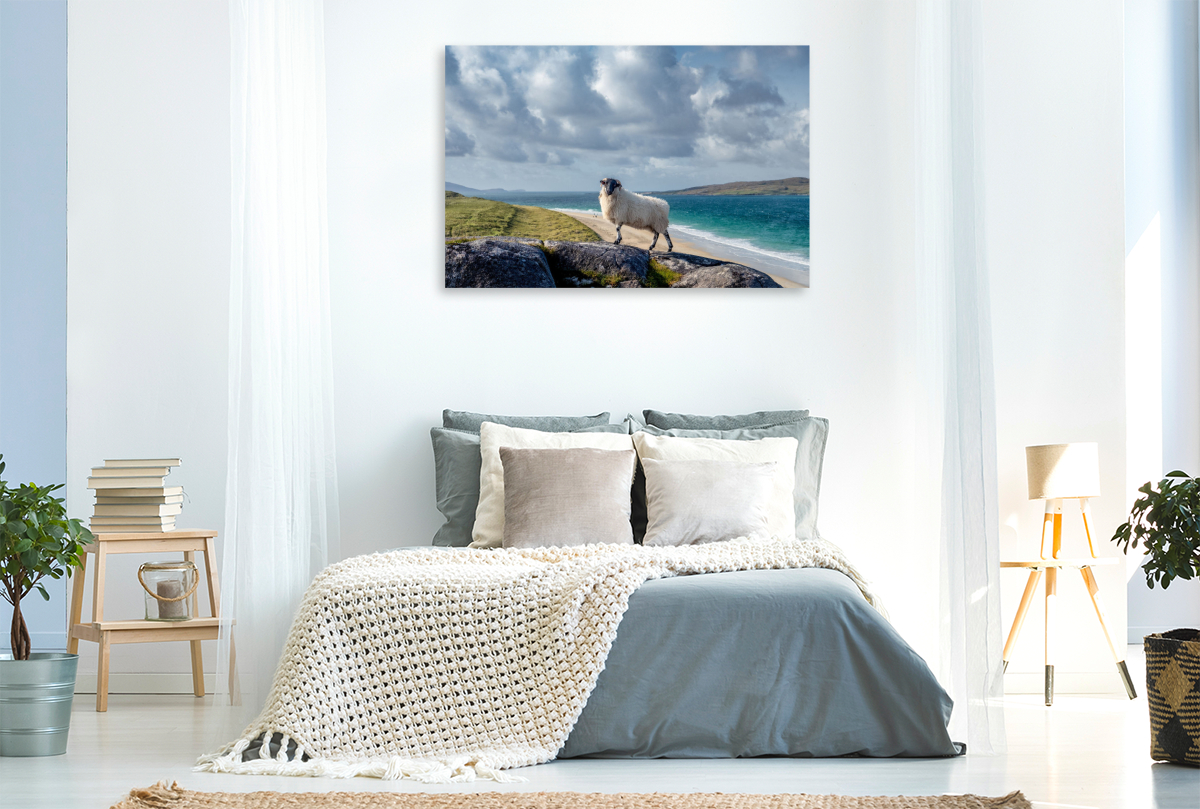 Luskentyre Beach, Schafportrait