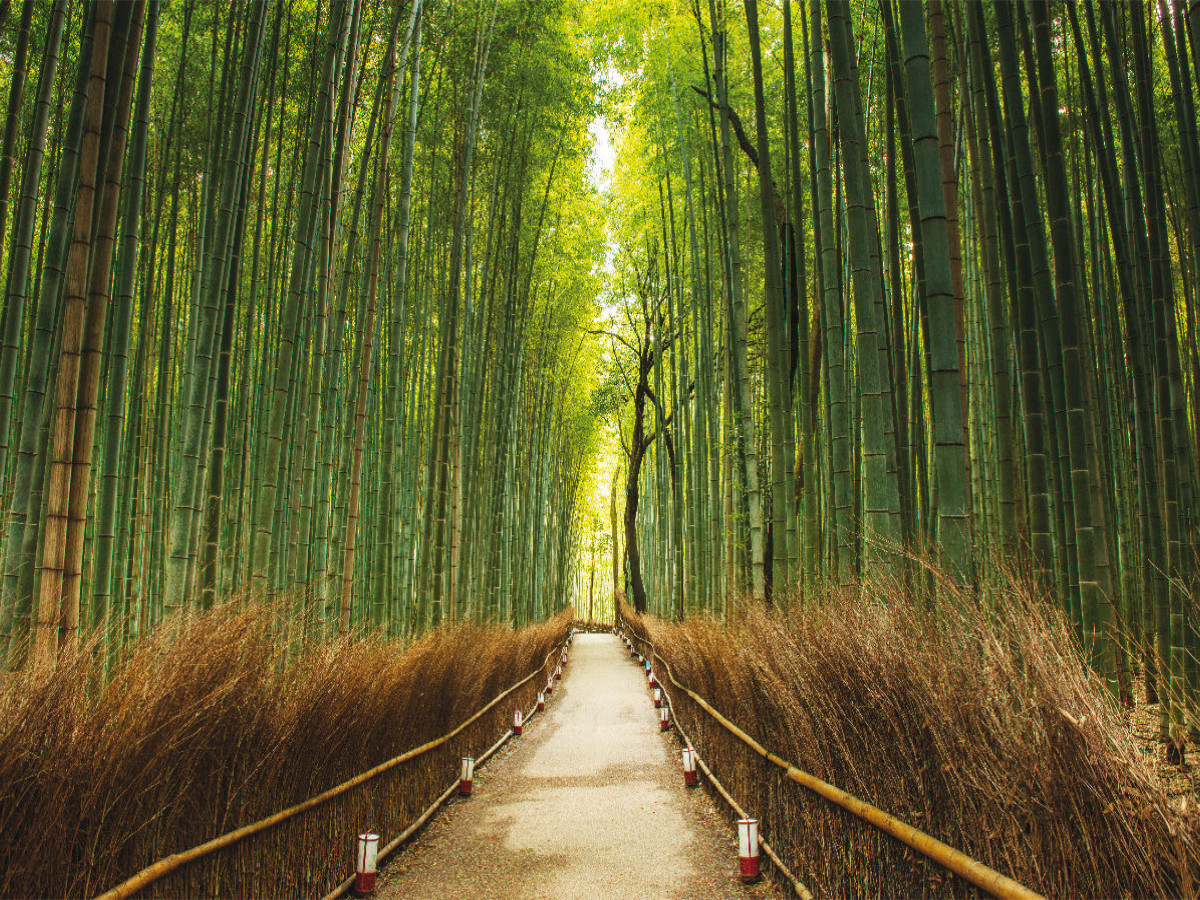 Bambuswald, Arashiyama, Kyoto