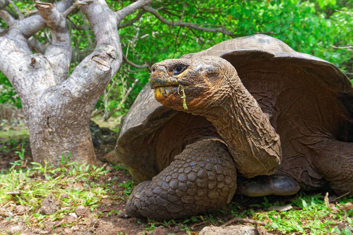 Galapaguera