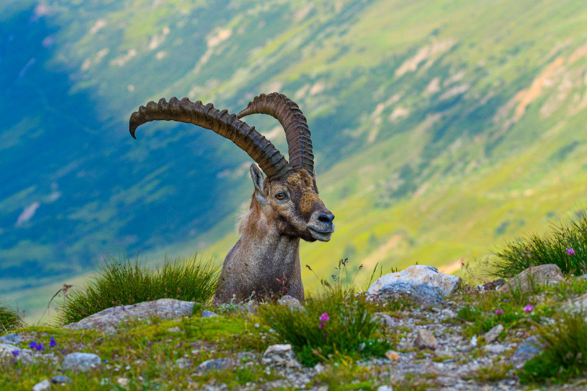 Der König der Alpen