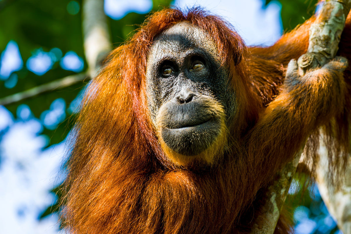 junger männlicher Orang-Utan