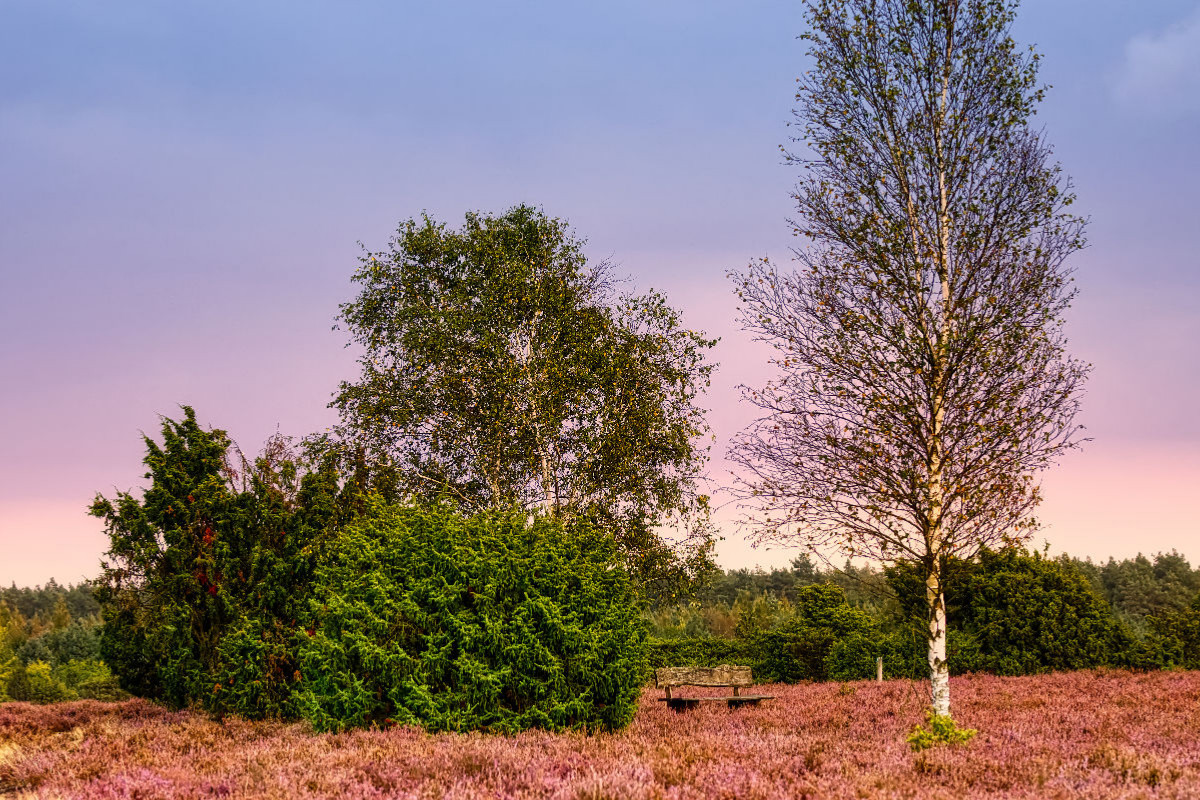 Wacholderwald und Heide bei Schmarbeck