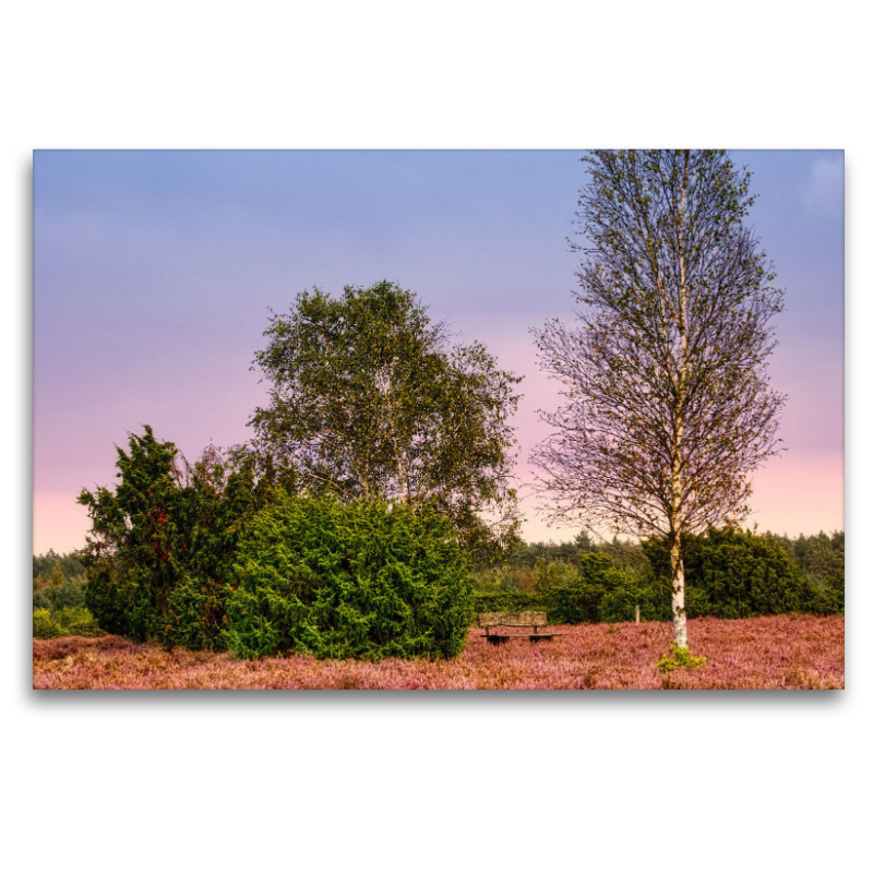 Wacholderwald und Heide bei Schmarbeck