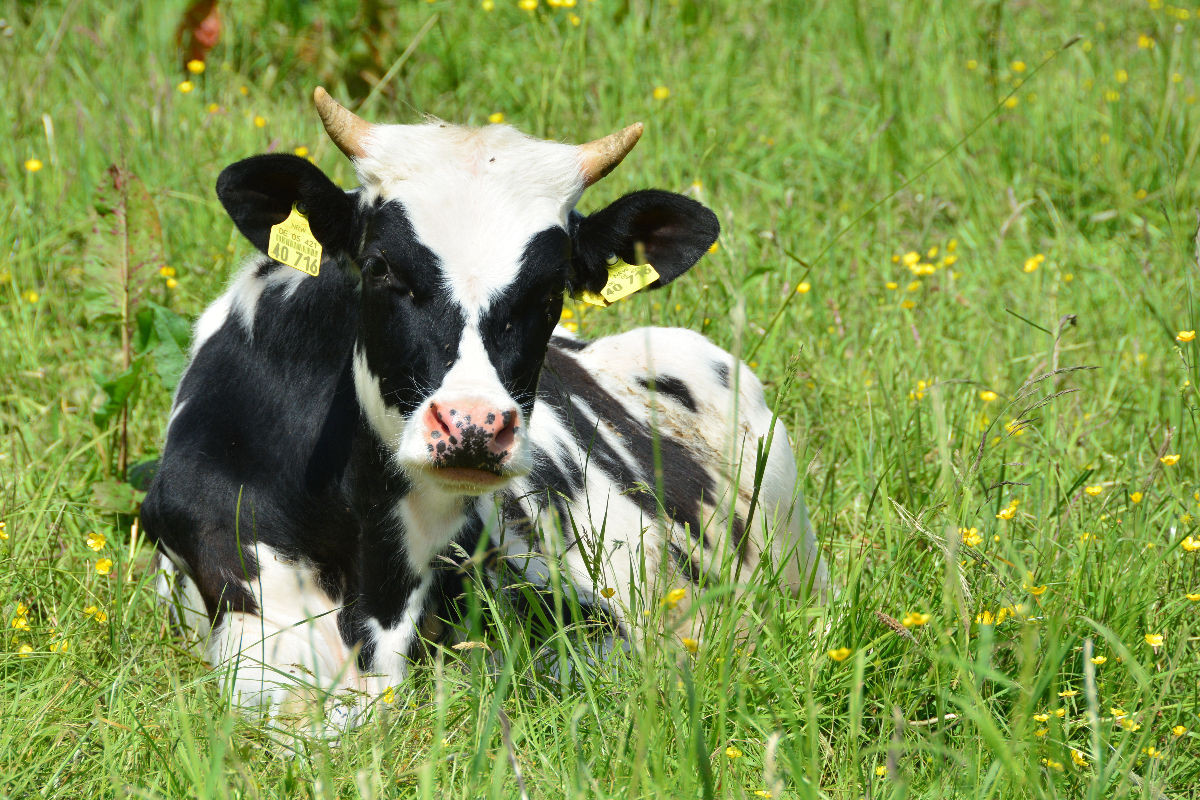 Nachwuchs in der Rinderherde