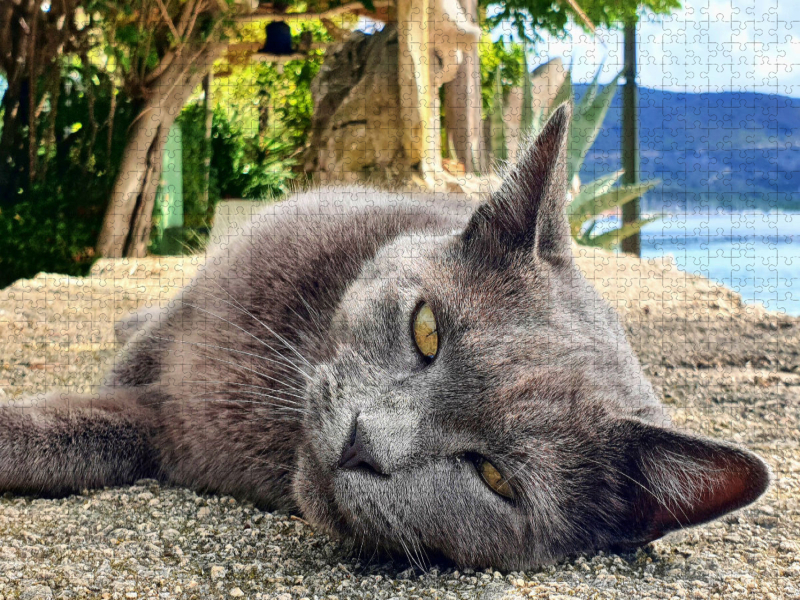 Katzenportrait auf der Insel Cres in Kroatien