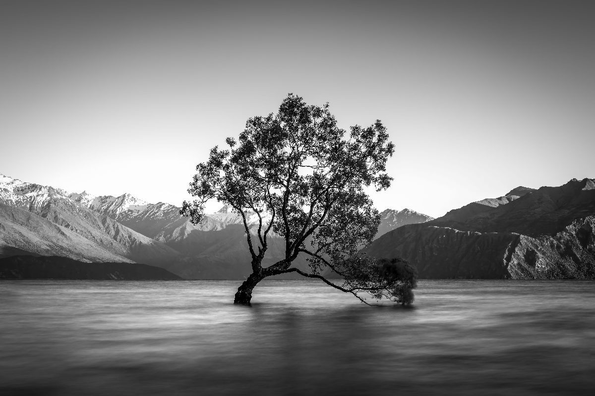 Der Baum von Wanaka - Neuseeland