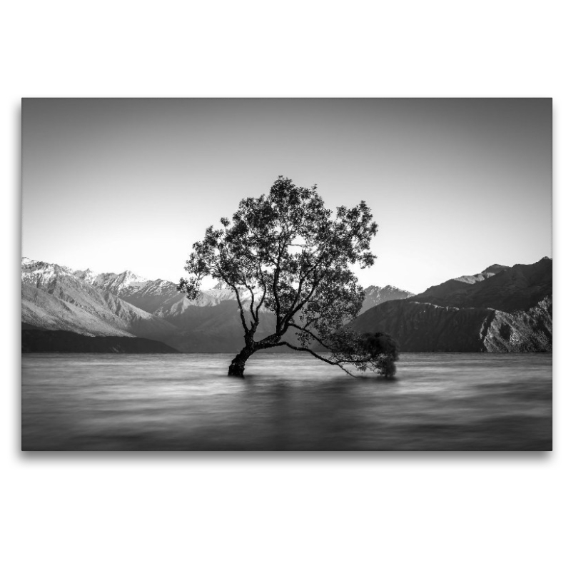 Der Baum von Wanaka - Neuseeland