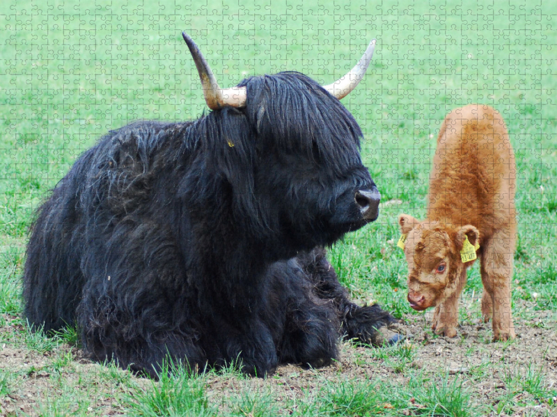 Dass eine Mutter mit schwarzem Fell ein braunes Kalb hat, ist keineswegs ungewöhnlich.