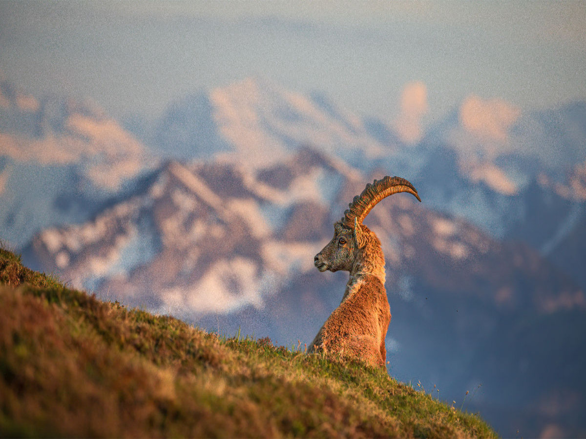 Alpensteinbock