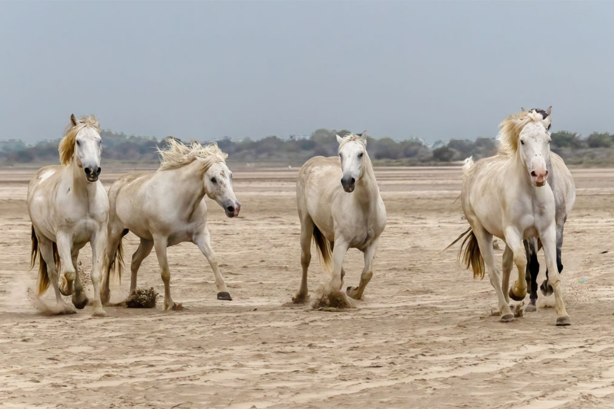 Ein Motiv aus dem Kalender Die wilden Pferde der Camargue