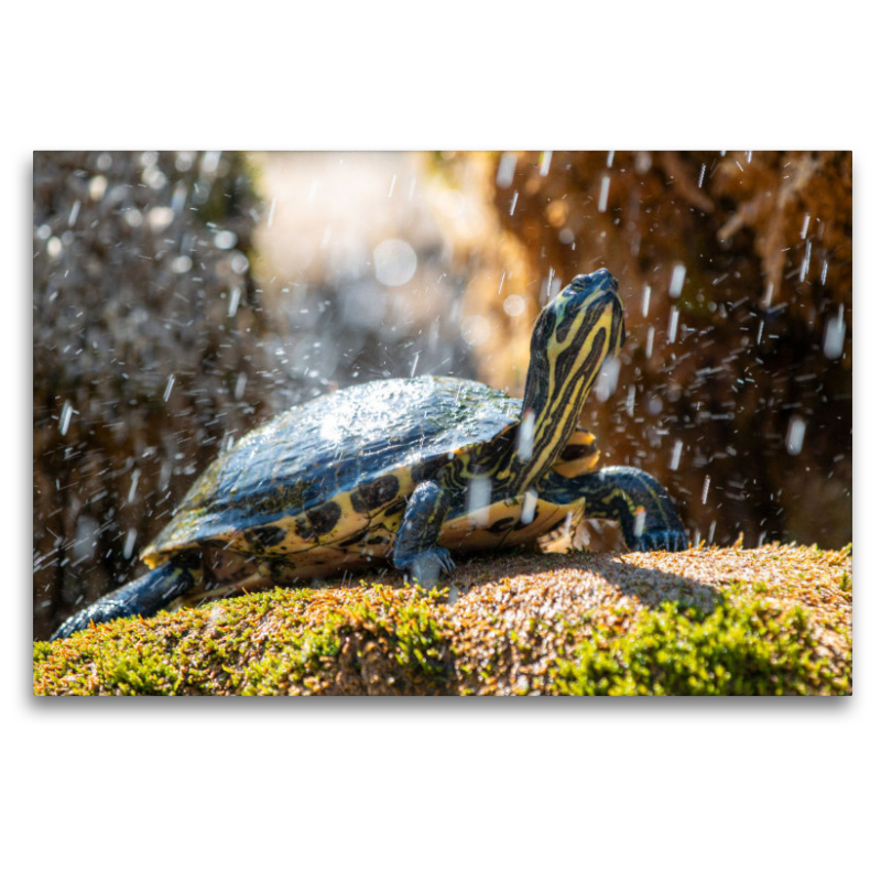 Gelbbauch-Schmuckschildkröte im Schildkrötenbrunnen in Šibenik