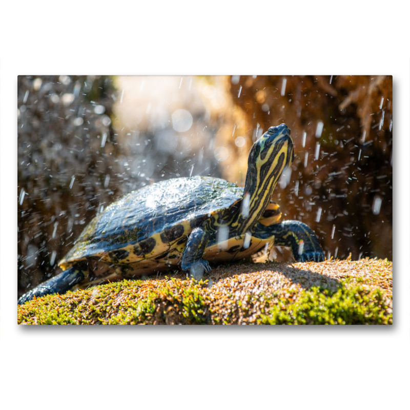 Gelbbauch-Schmuckschildkröte im Schildkrötenbrunnen in Šibenik