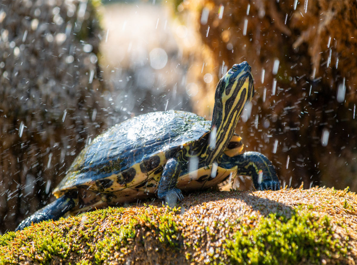 Gelbbauch-Schmuckschildkröte im Schildkrötenbrunnen in Šibenik