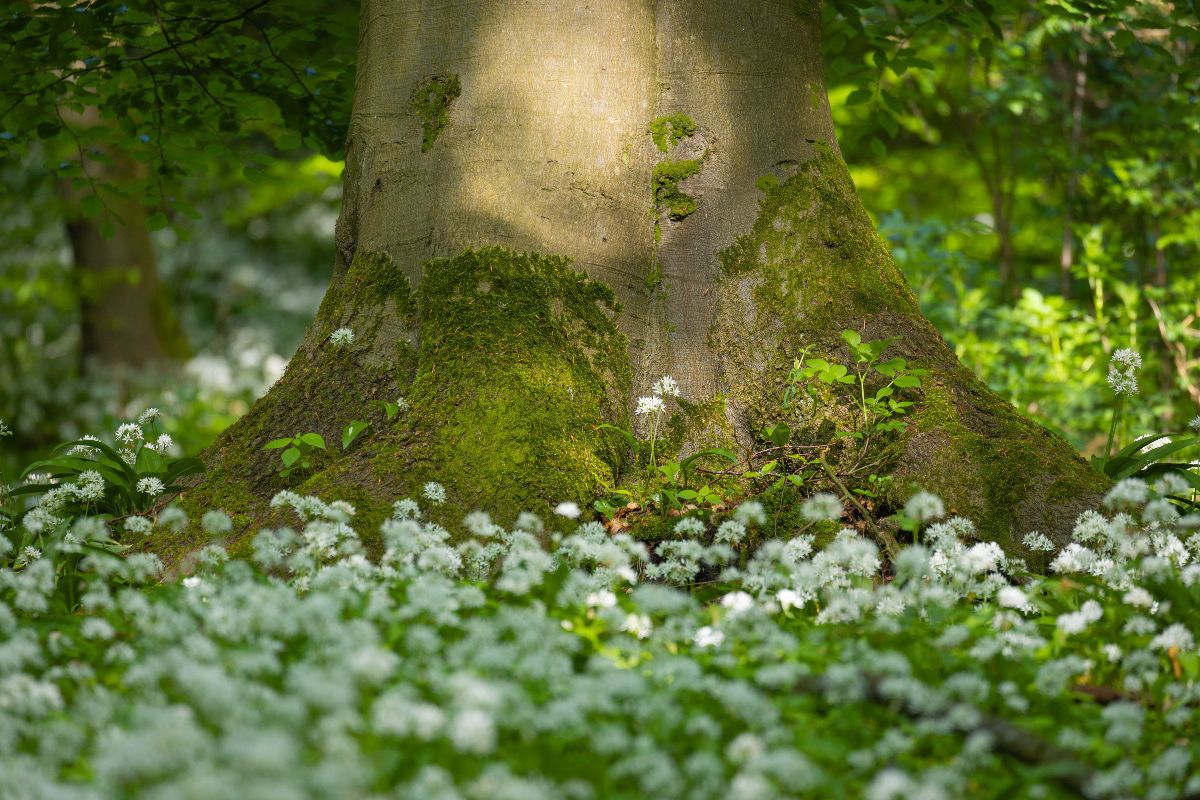 Blütenfest im Wald