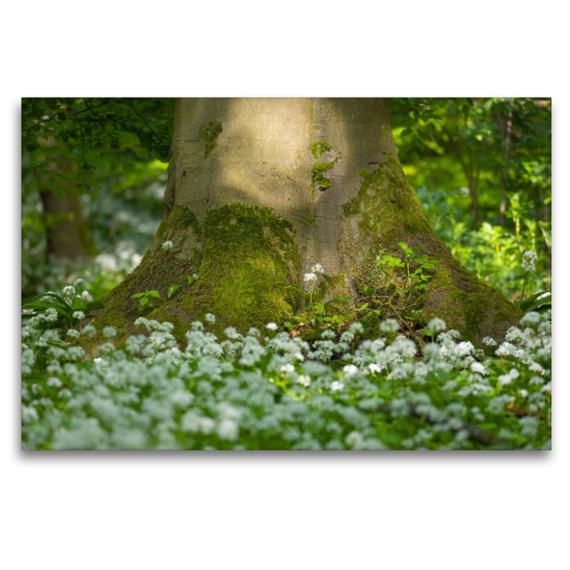 Blütenfest im Wald