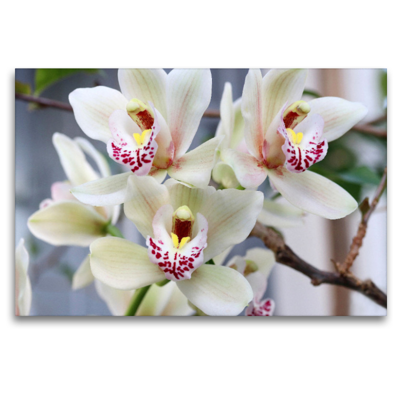 Zarte Kahnorchidee, Cymbidium