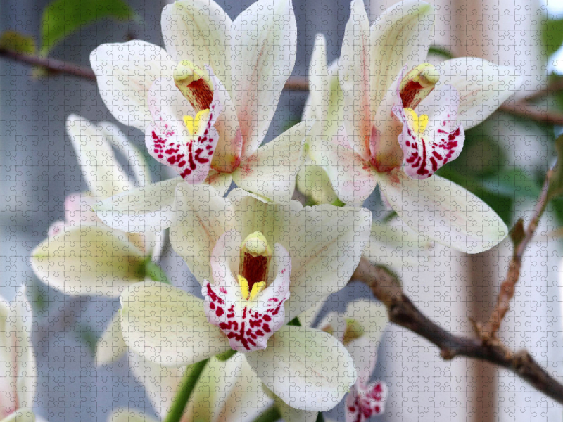 Zarte Kahnorchidee, Cymbidium