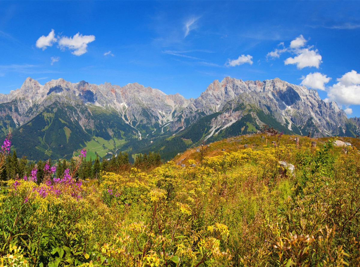 Schöne Blumenwiese auf der Steinbockalm