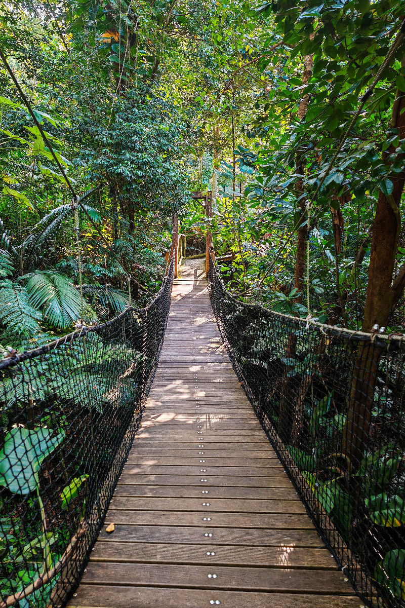 Hängebrücke im Jungle von Guadeloupe