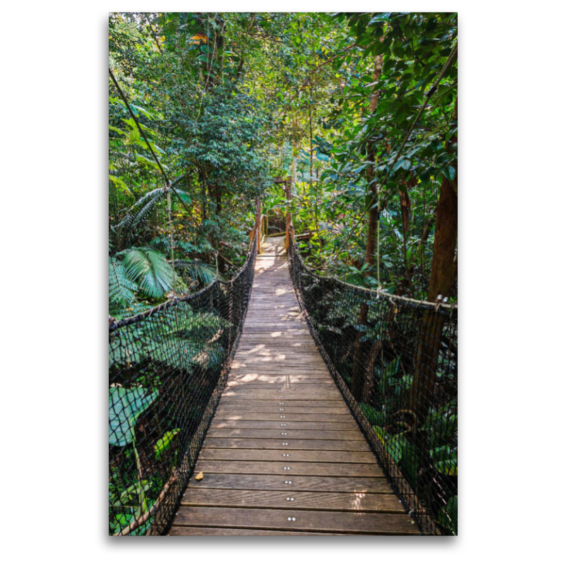 Hängebrücke im Jungle von Guadeloupe